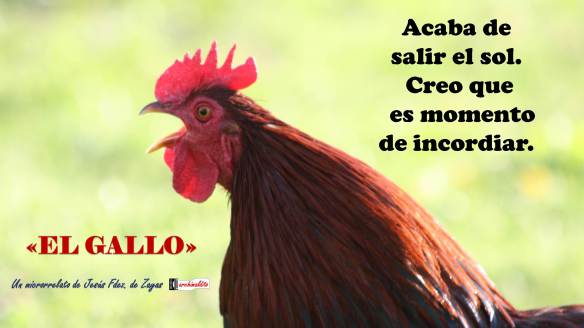 eL GALLO