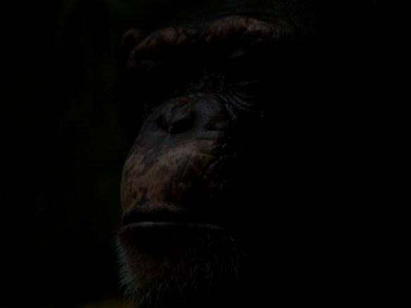 bored-sad-chimp-1491477ggggg