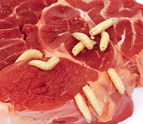 carne-podrida-con-gusanos-brasil-461x400