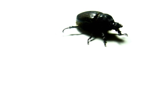 beetle-1-1393936